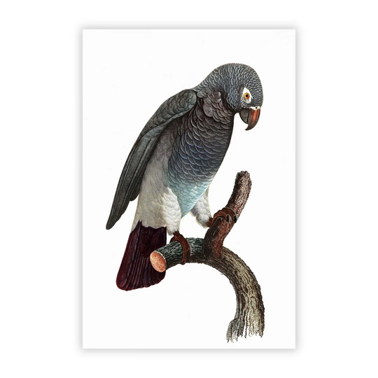 'Grey Parrot Perched' by F. Levaillant - Unframed Painting Print on Paper