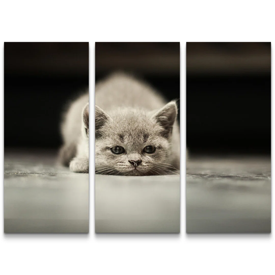 British Shorthair Kitten Against a Black Background Photographic Art Print Multi-Piece Image on Canvas