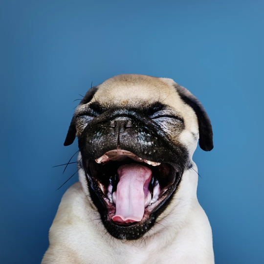 Adorable Pug Puppy Solo Portrait by Rawpixel - Wrapped Canvas Photograph