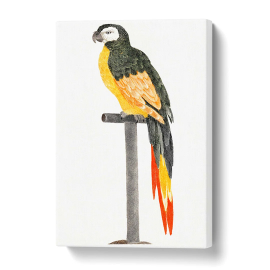 'A Perched Parrot' by Johan Teyler - Wrapped Canvas Painting Print