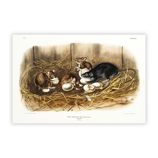 'Black Rat' by J.W. Audubon - Unframed Painting Print on Paper