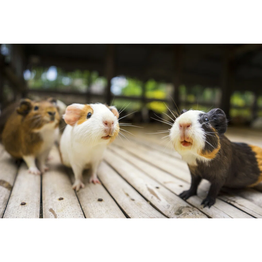 Groundhog - Wrapped Canvas Photograph