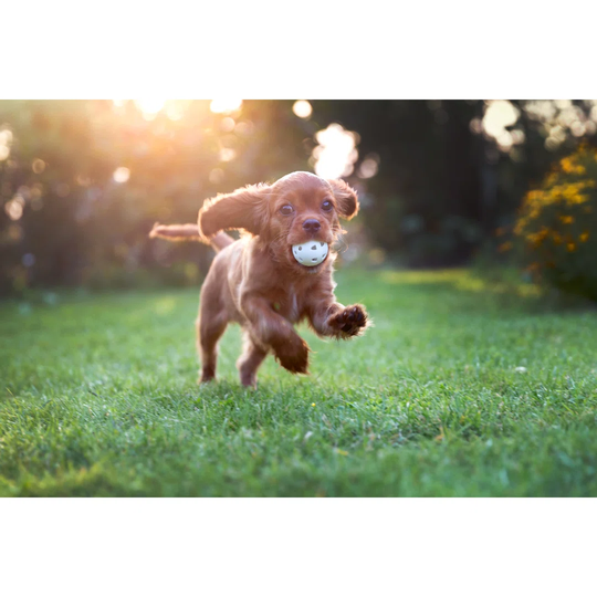 Happy Puppy Playing with Ball - Wrapped Canvas Photograph