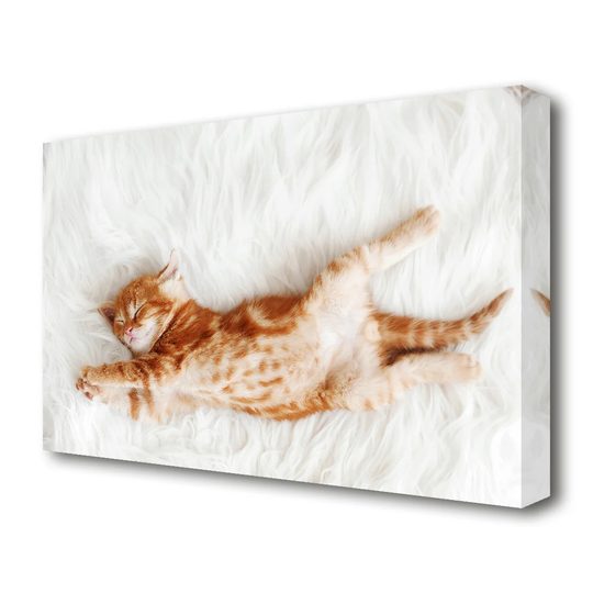 Kitten Cat Belly Wild Life - Photographic Print on Canvas