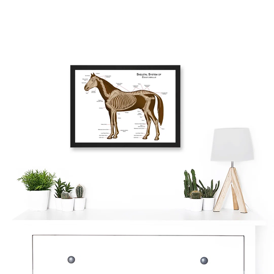 Horse Anatomy Diagram Vets Animals Skeleton Bones A4 Artwork Framed Wall Art Print