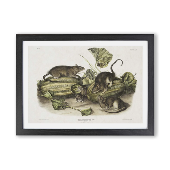 'Brown Rats' - Picture Frame Graphic Art Print on Paper