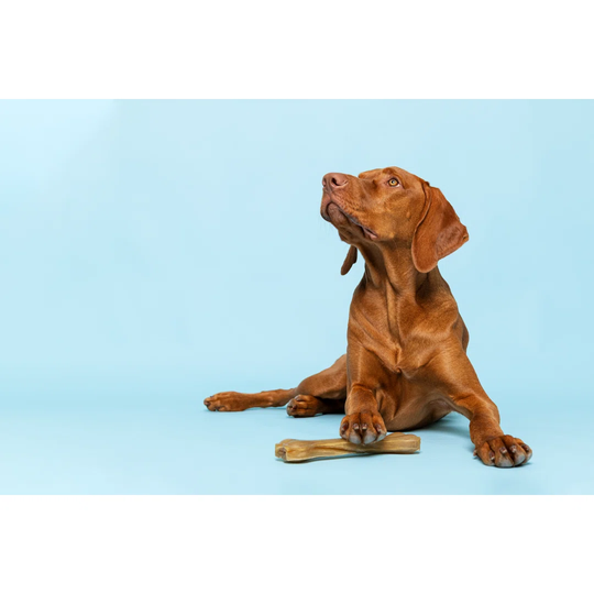 Cute Hungarian Vizsla Puppy with Rawhide Chew Bone Studio Portrait over Background. Beautiful Dog Holding a Chew Toy Bone with His Paw While Looking u