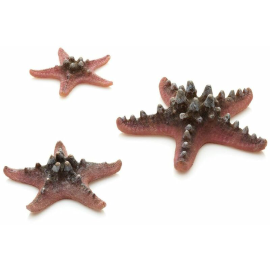 Ornament Natural Sea Star Set, Pink - Biorb