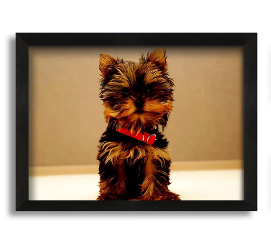 Yorkshire Terrier Puppy - Picture Frame Photograph on Canvas