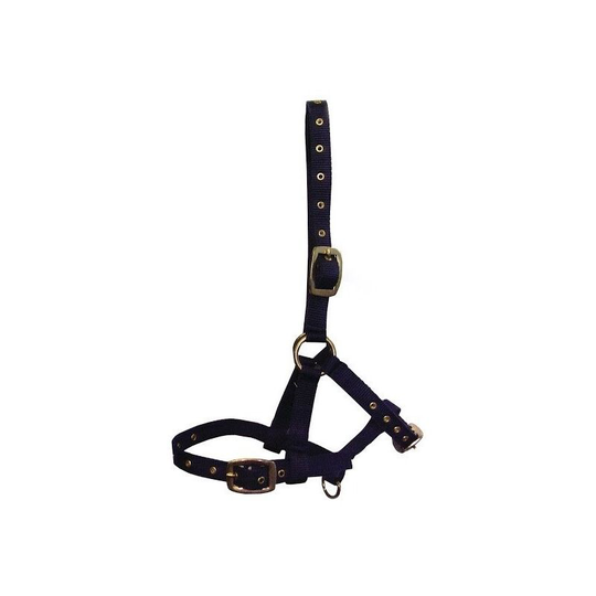 Hy Foal Head Collar (One Size) (Navy) - Navy