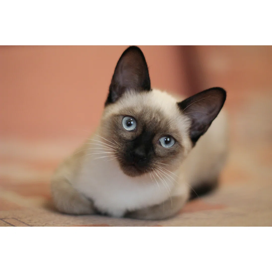Young Siamese Kitten Cute Cat with Beautiful Blue Eyes - Wrapped Canvas Photograph