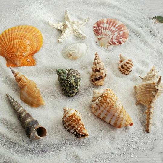 Deckon - 12 Pieces Large Seashells Mix of Beach and Starfish Shells,Natural Starfish Seashell Up to ,Perfect Large Seashells for diy Aquarium