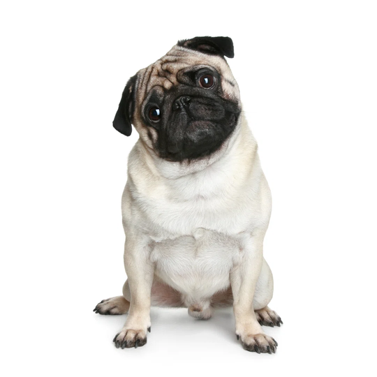 Funny Pug Puppy
