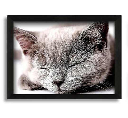 Sleepy Grey Kitten - Picture Frame Photograph on Canvas