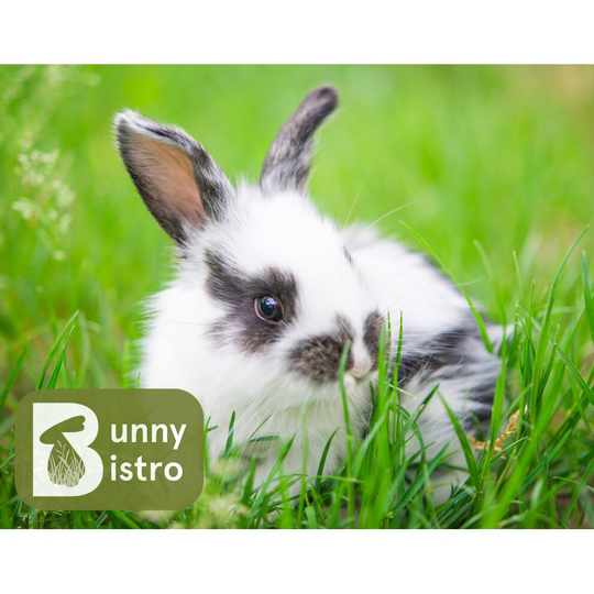 Bunny Bistro Rabbit Run Seed Mix 50g - Grow your own Rabbit Food, Growing Seed