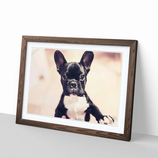 French Bulldog Puppy Dog Framed Photographic Print