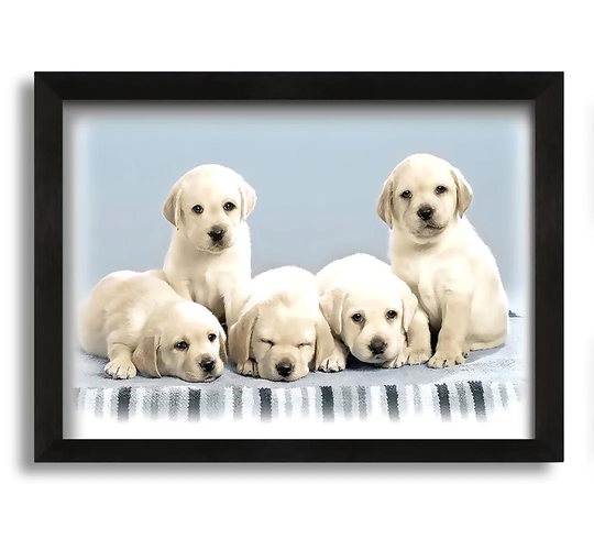 Cute Puppies - Picture Frame Photograph on Canvas