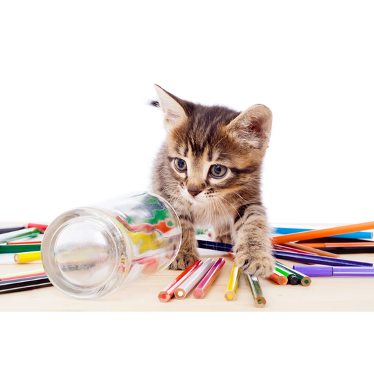 Cute Tabby Kitten on a Table of colourful Pencils by 3sbworld - Wrapped Canvas Photograph