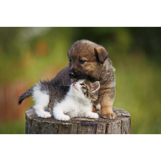 Cute Puppy And Kitten