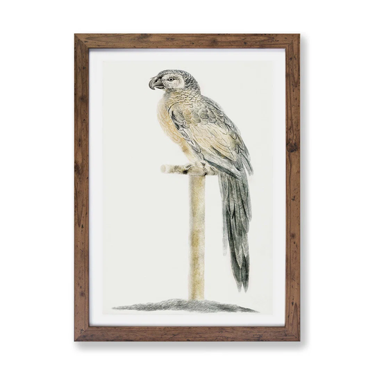 'Perched Parrot' by Johan Teyler - Picture Frame Painting Print on Paper
