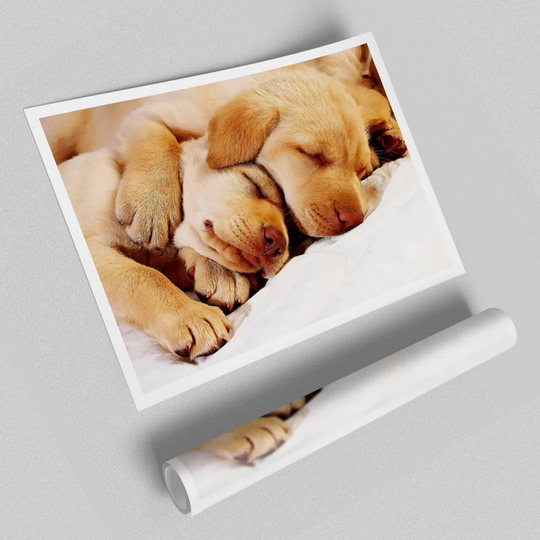 Sleeping Puppies - Photograph Print on Paper