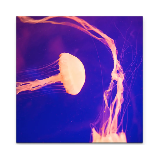 Jellyfish in the Aquarium Print on Canvas