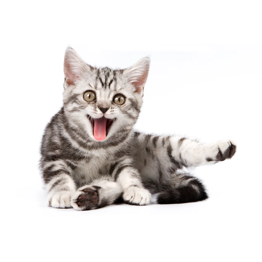 Tabby Kitten