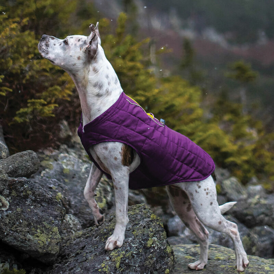 Kurgo - Loft Dog Jacket (l) (Violet/Grey) - Violet/Grey