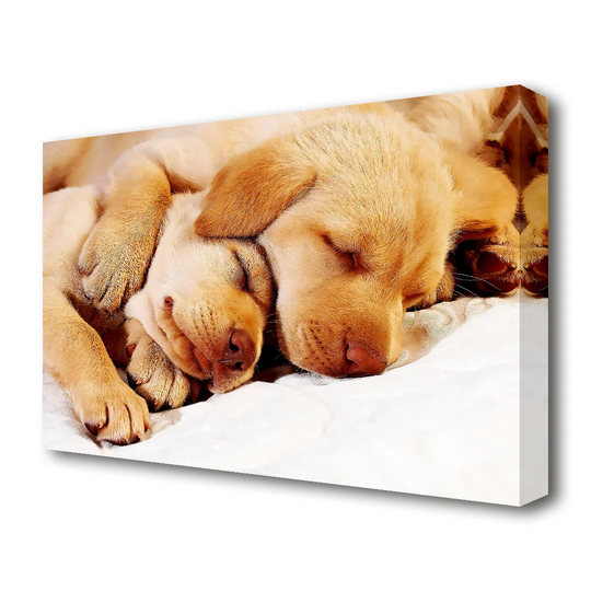 Sleeping Puppies Wildlife - Wrapped Canvas Photograph Print
