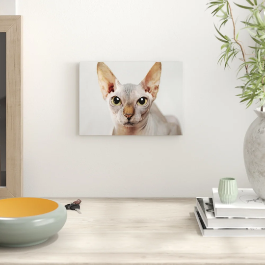 Sphynx Cat Photographic Print