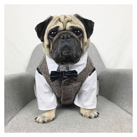 Dog suit clothes pug pit bull suit Teddy Chenery Corgi pit bull pet wedding dress wedding - khaki vest / just vest (m) (back length 19cm chest
