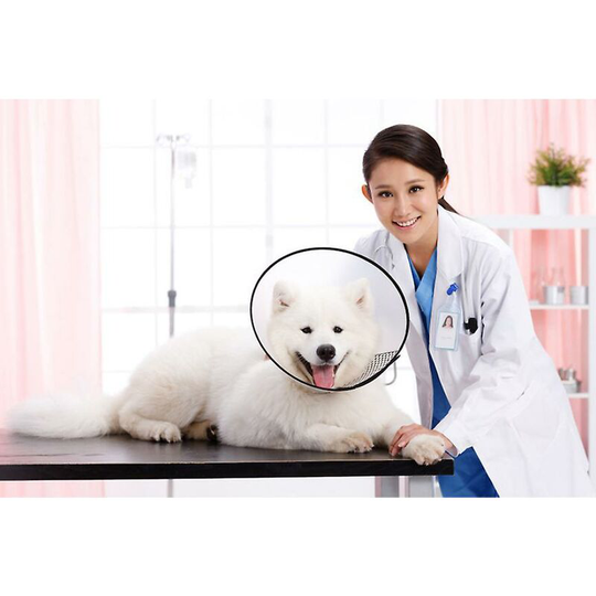 Pet Dog Necklace Size (neck Tower 37-44 Cm) Random Color - Thsinde