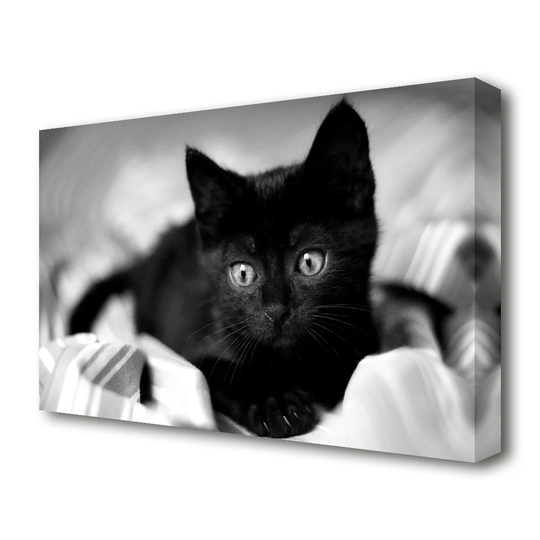 'Black Kitten Wildlife' - Wrapped Canvas Photograph Print