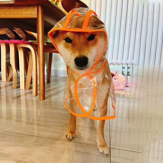 Dog Raincoat with Transparent Nylon Hood - Poncho Rain Coat for Small and Medium Dogs (Orange,M)