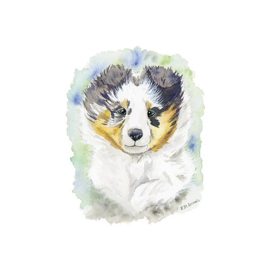 Winter the Blue Merle Shetland Sheepdog Puppy by Jasper and Ruby - Wrapped Canvas Painting