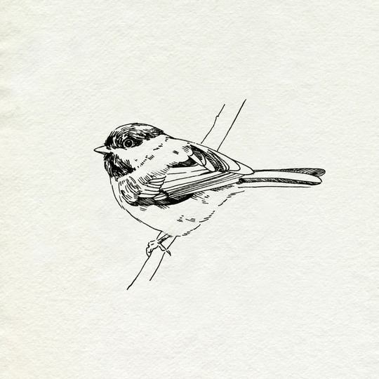 'Bird Feeder Friends II' by Emma Caroline - Wrapped Canvas Drawing Print