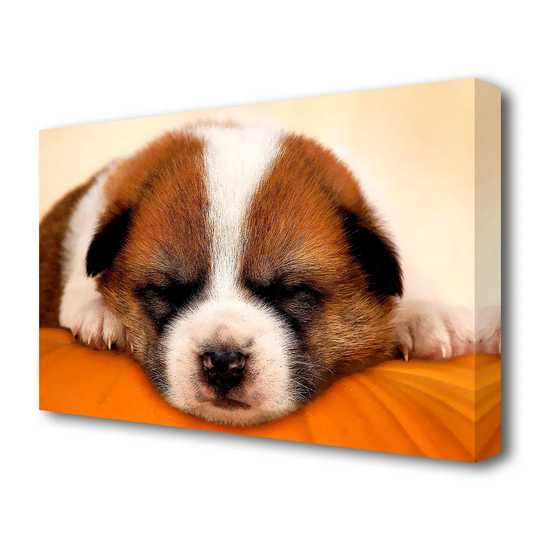 Sleeping Puppy Love Wildlife - Photographic Print on Canvas