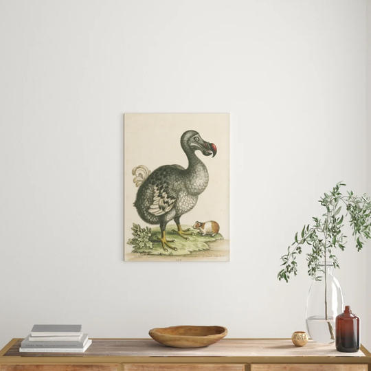 The Dodo and the Guinea Pig by George Edwards - Picture Frame Painting Print