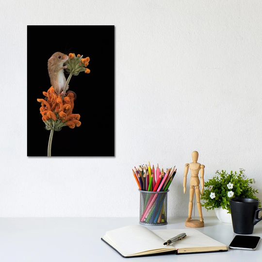Hints of Orange Harvest Mouse by Dean Mason - Photograph Print on Canvas