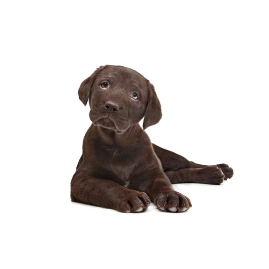 Chocolate Labrador Puppy