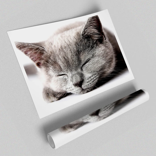 Sleepy Grey Kitten - Unframed Photograph Print on Paper