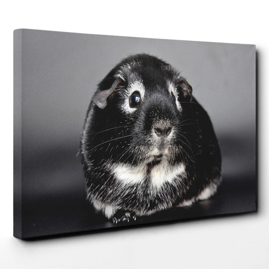 Guinea Pig Photographic Print on Canvas