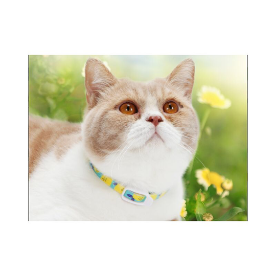 Cat collars for cats and dogs, insect repellent collars, anti-flea and lice, mites, mosquito repellent neck, flea ring, pet supplies large [length