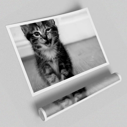 Funny Kitten - Photograph Print on Paper