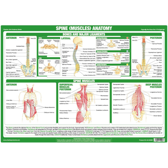 (A3 PVC Laminated) Spine and Back Muscles Anatomy Poster