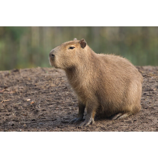 Capybara (Hydrochoerus Hydrochaeris) by Michaklootwijk - Wrapped Canvas Photograph