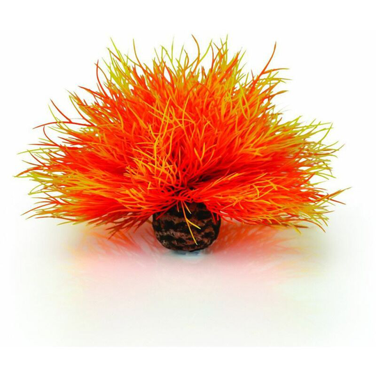 Flame Sea Lily, Orange - Biorb