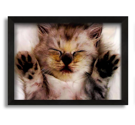 Kitten Love - Picture Frame Photograph on Canvas