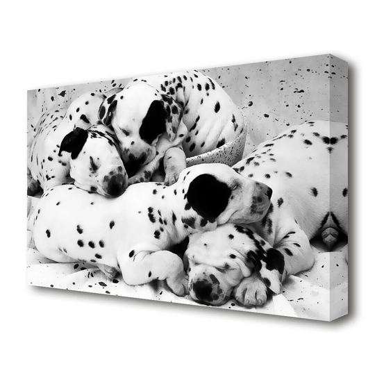 Dalmatian Puppies in Dreamland Wildlife - Wrapped Canvas Photograph Print