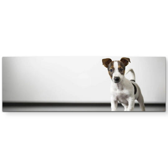 Curious Puppy in Front of a White Wall Photographic Print on Canvas